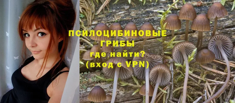 Галлюциногенные грибы Psilocybine cubensis  наркота  Заозёрный 